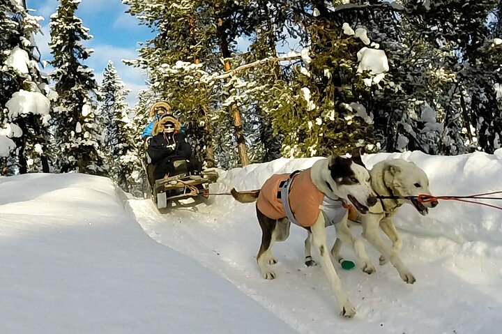 Chiens de traîneau à Kiruna – Viltvägen 12, 981 46 Kurravaara, Suède (photo 2)