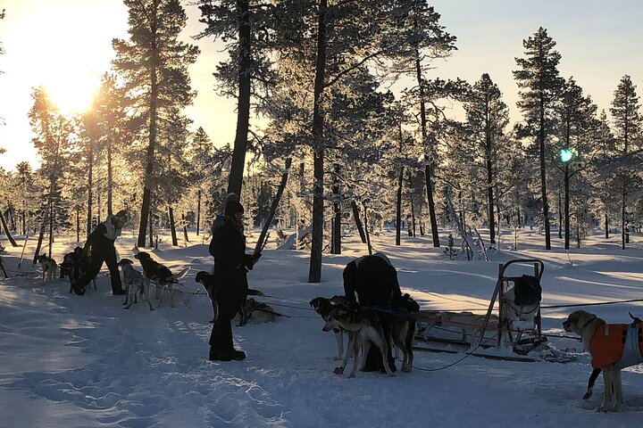 Chiens de traîneau à Kiruna – Viltvägen 12, 981 46 Kurravaara, Suède (photo 3)