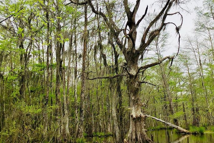 Excursion en bateau dans les marais de Honey Island (photo 3)
