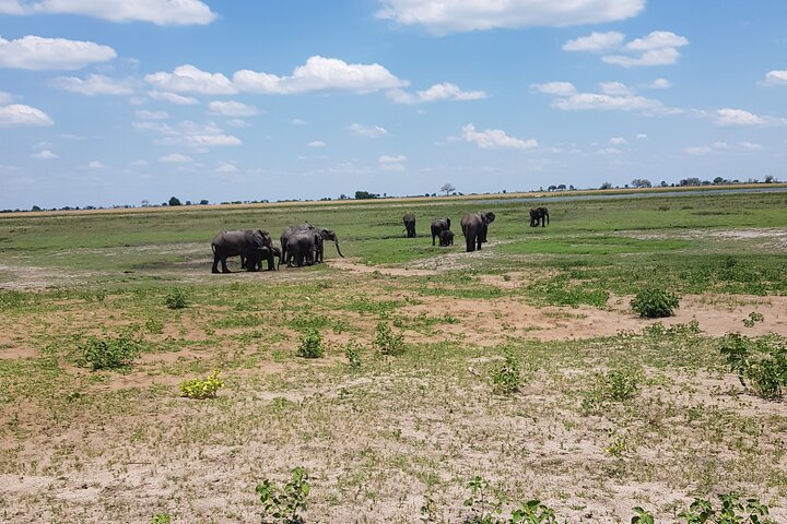 Journée complète de game drive dans le parc de Chobe (photo 1)