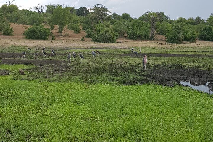 Journée complète de game drive dans le parc de Chobe (photo 3)