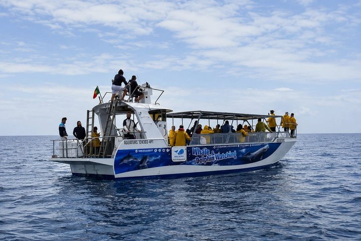 Observation des baleines bleues à Lajes do Pico – Lajes do Pico, 9930-135, Pico, Açores (photo 1)