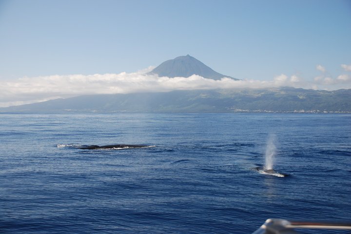 Observation des baleines bleues à Lajes do Pico – Lajes do Pico, 9930-135, Pico, Açores (photo 2)