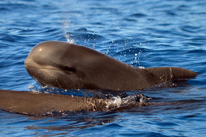 Observation des baleines et des dauphins en semi-rigide (photo 1)