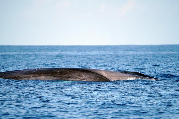 Observation des baleines et des dauphins en semi-rigide (photo 3)
