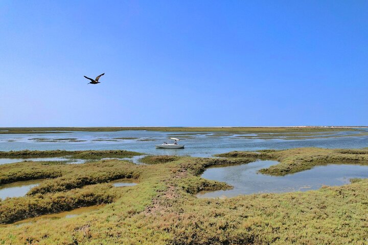 Observation des oiseaux de la Ria Formosa (photo 1)