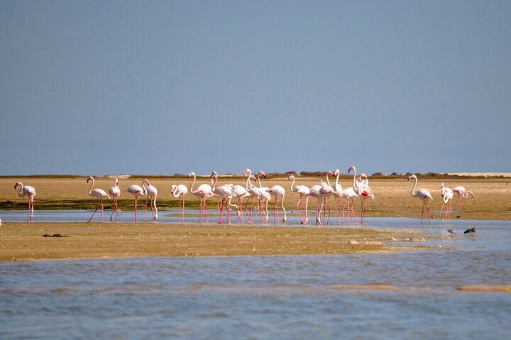 Observation des oiseaux de la Ria Formosa (photo 3)