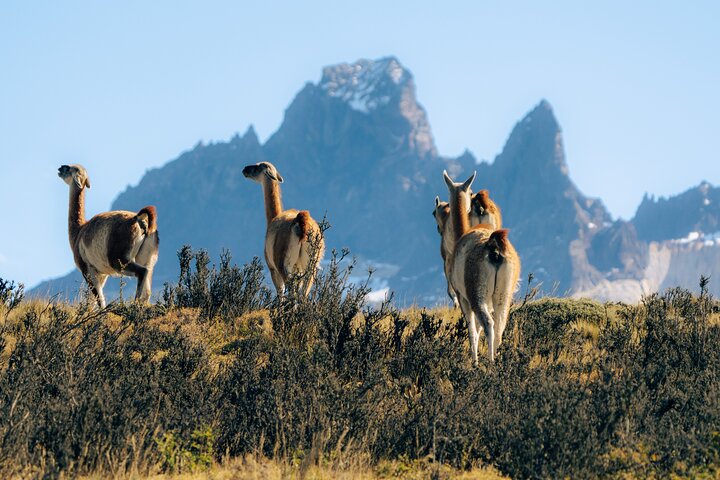 Torres del Paine et la grotte du Milodon – Prise en charge à l'hébergement, Puerto Natales, Magallanes, Chili (photo 1)