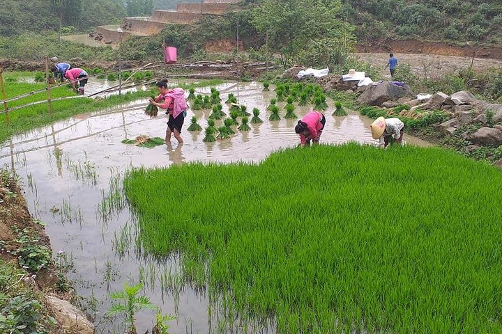 Trek de 2 jours à Tả Phìn et Trung Chải, nuit chez l'habitant – 15 Tuệ Tĩnh, Sa Pa, Lào Cai (photo 1)