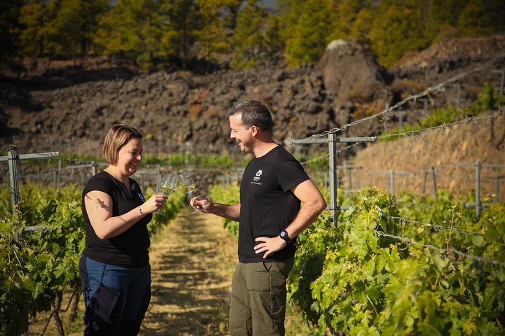 Vignoble de montagne à Arafo – Calle Norte, 38550 Arafo, Tenerife (photo 2)