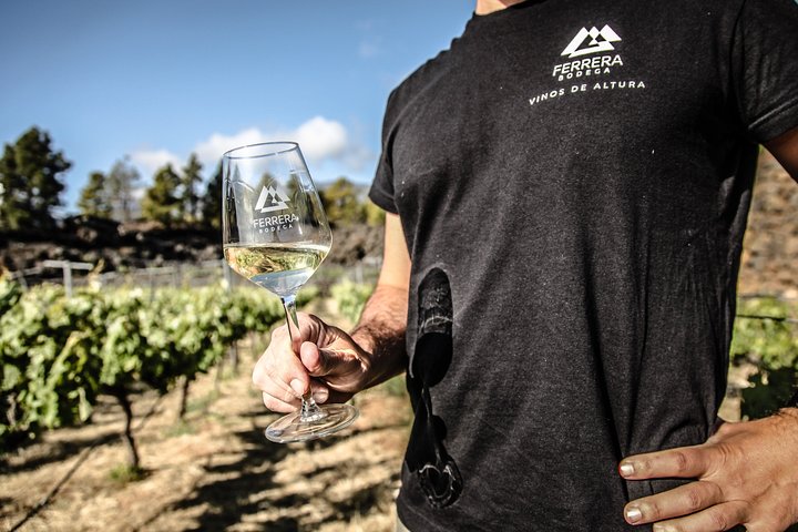 Vignoble de montagne à Arafo – Calle Norte, 38550 Arafo, Tenerife (photo 3)