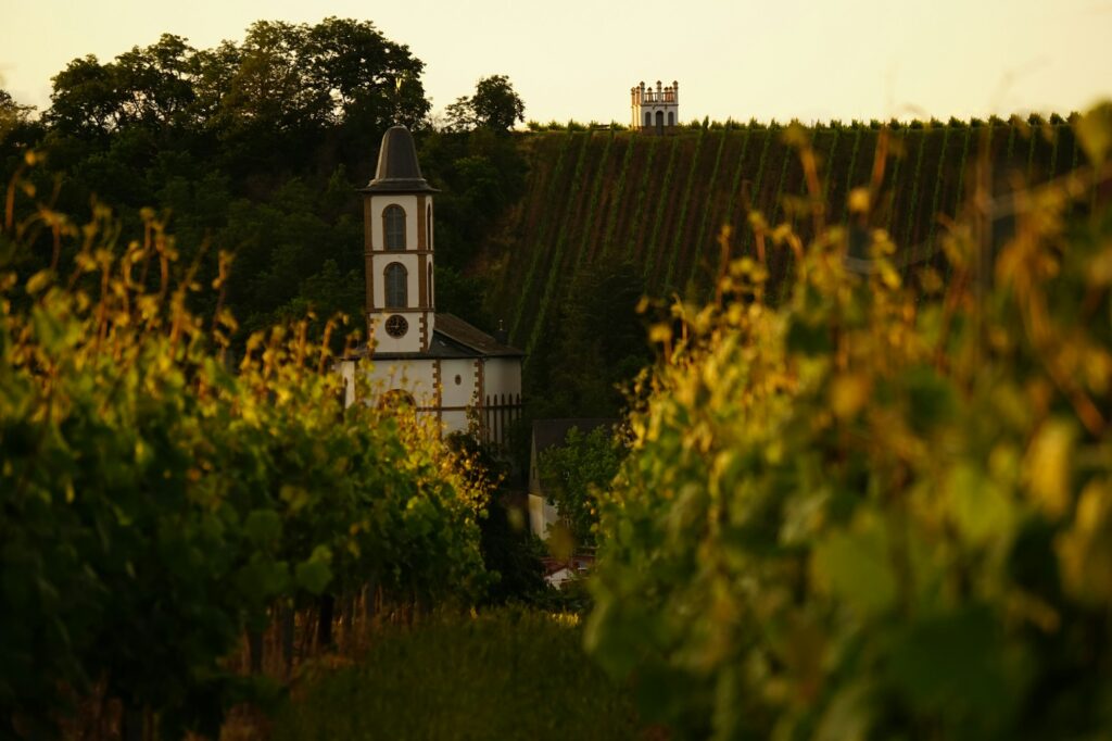 Église au milieu des vignes dans le Palatinat, près de Bad Dürkheim