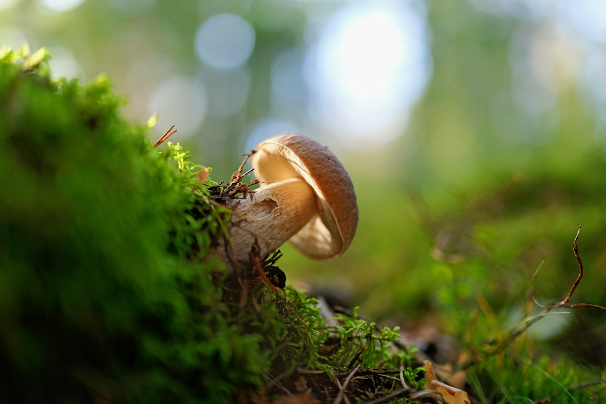 Porcini mushroom growing in the moss of a forest floor