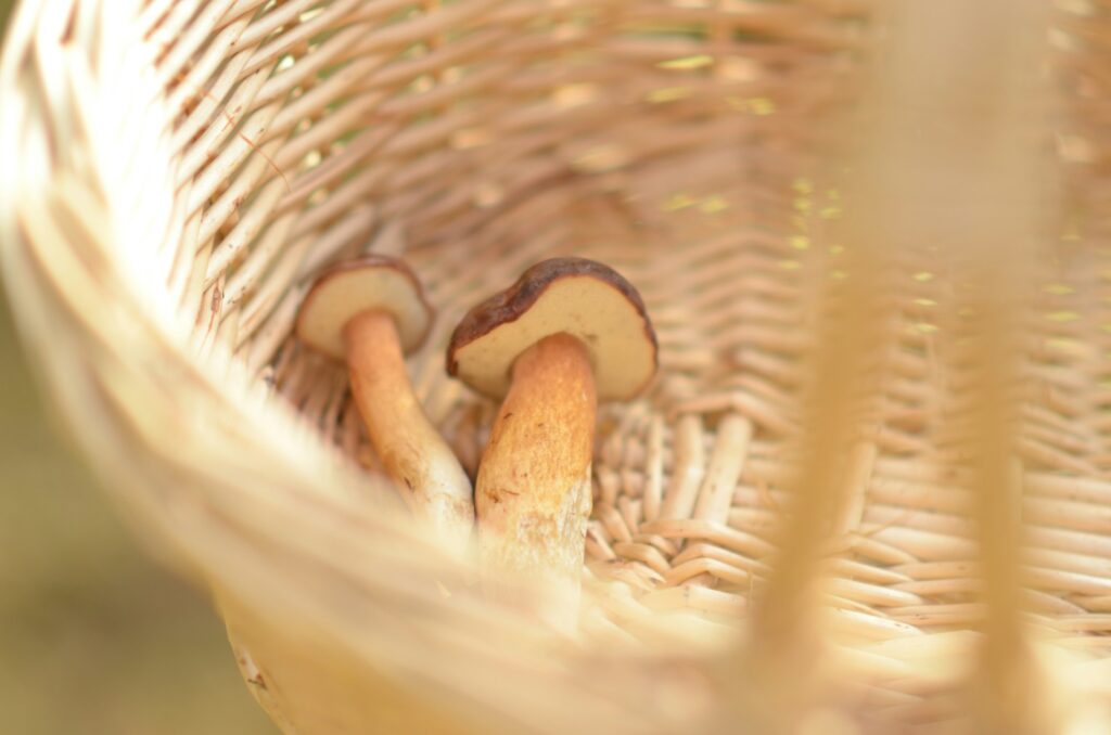 Deux bolets dans un panier en osier