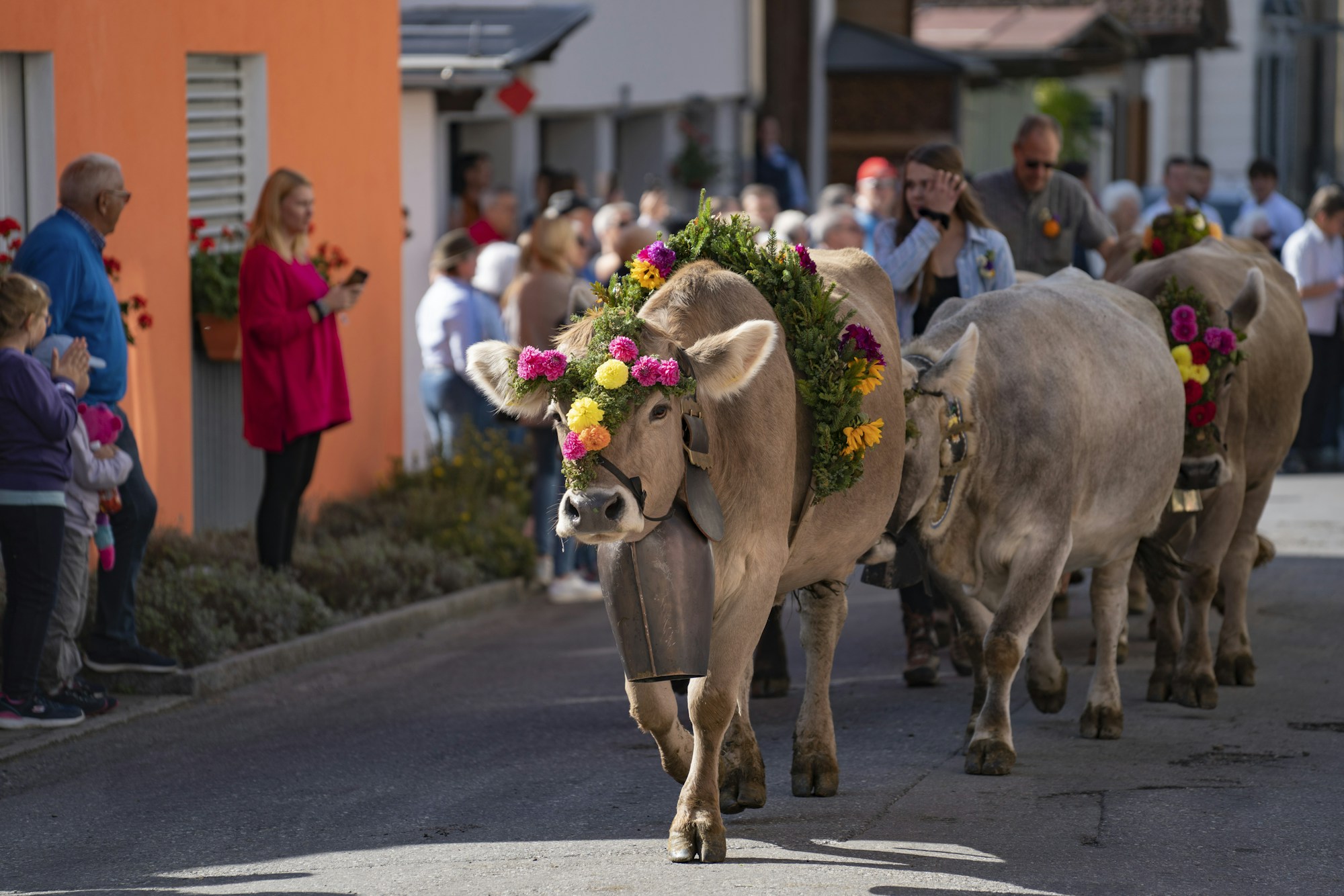 Festumzug geschmückter Kühe durch die Straßen eines Dorfs beim traditionellen Schweizer Alpabzug