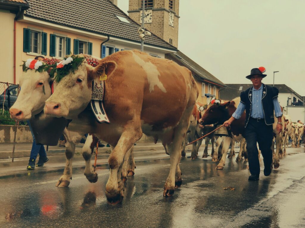 Troupeau de vaches mene par un armailli lors d'une desalpe traditionnelle en Suisse