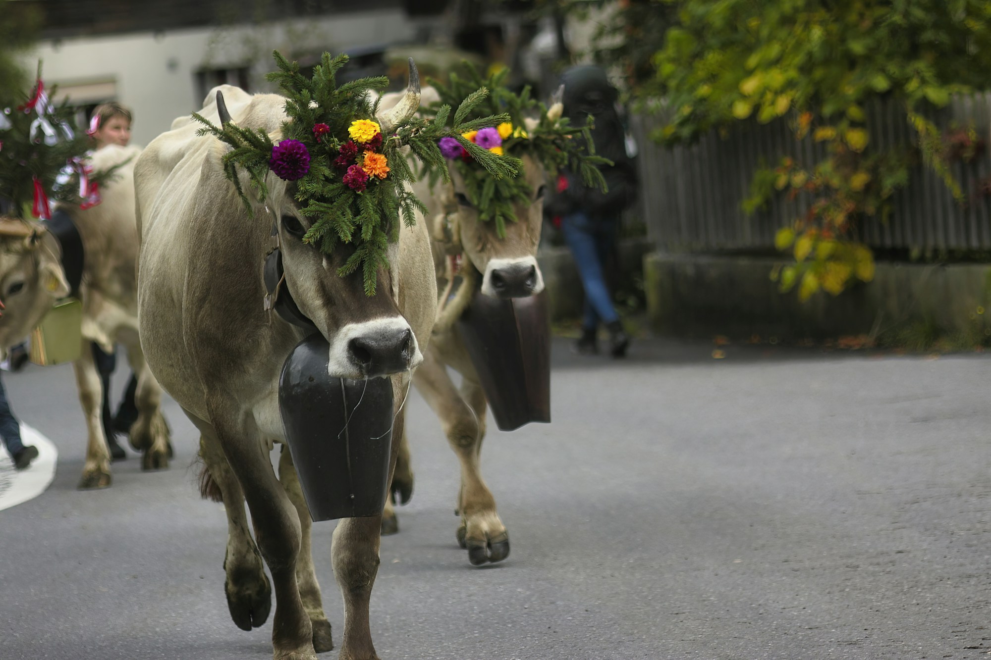 Kuh geschmückt mit einem Blumenkranz, traditioneller Schmuck bei Schweizer Alpabzügen