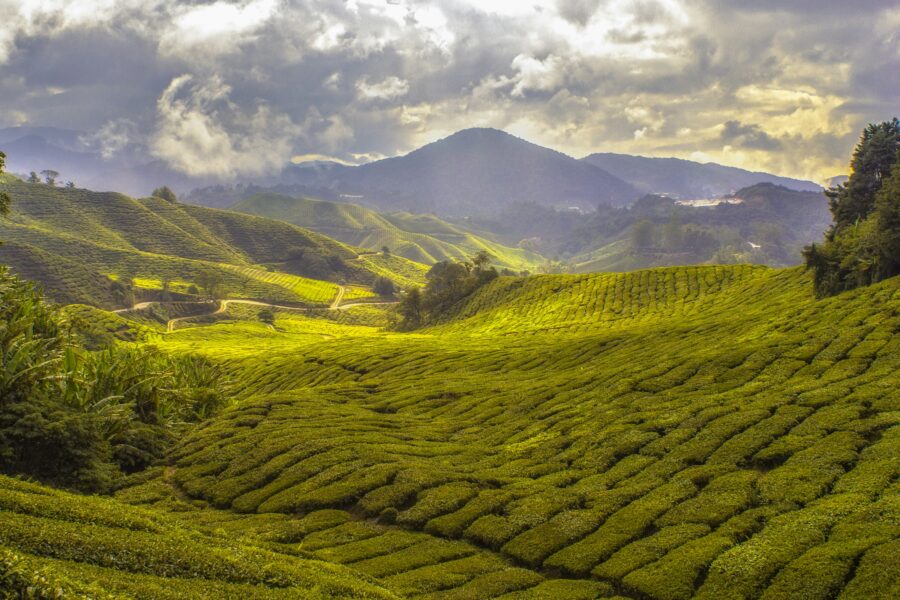Rangées vertes d’une plantation de thé sous un ciel nuageux, collines de Malaisie au loin