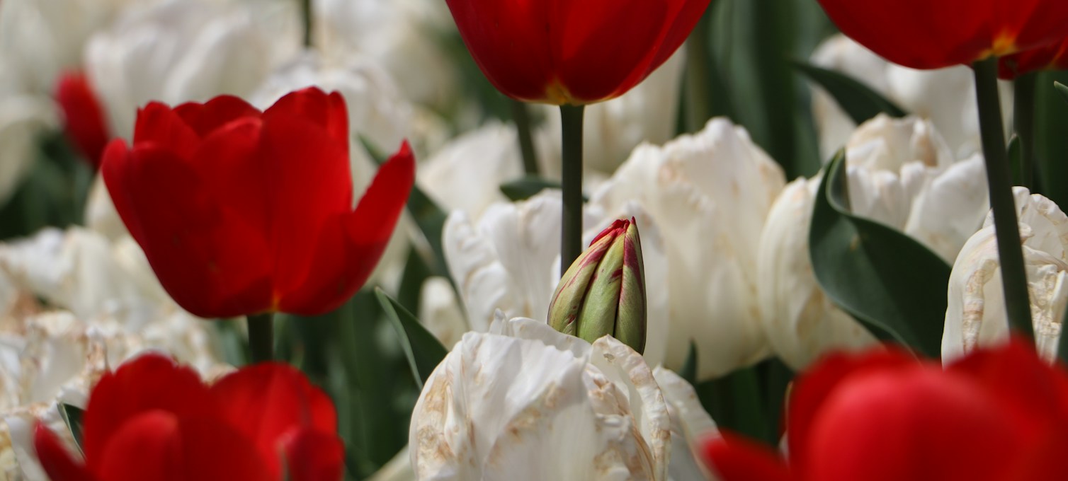 Parterres de tulipes au parc d'Emirgan, à Istanbul, au printemps