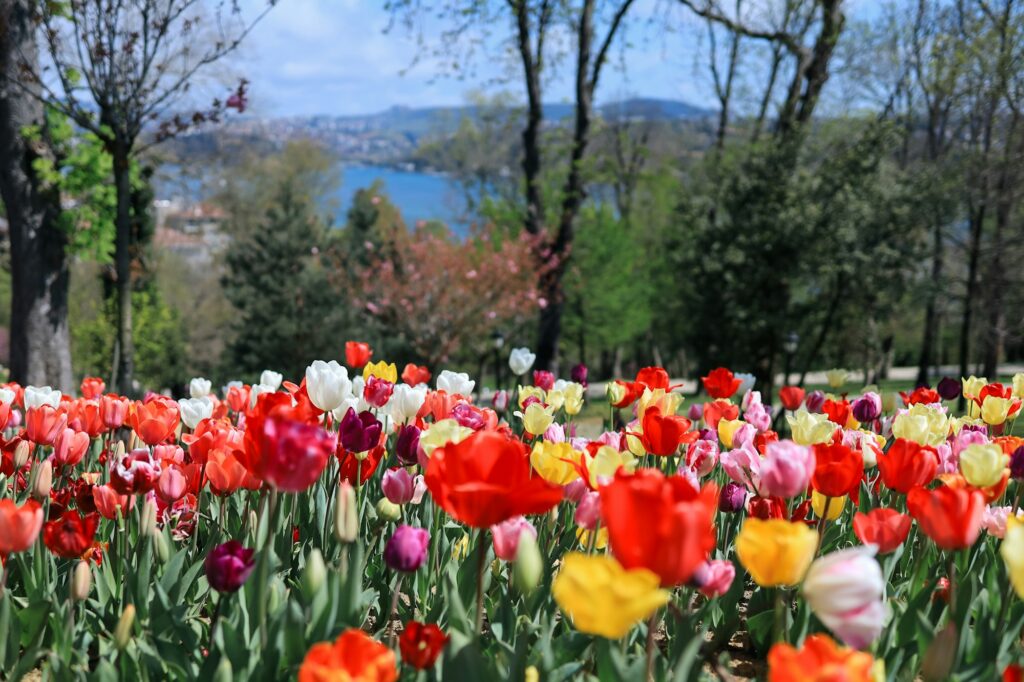 Istanbul en pleine floraison de tulipes au printemps