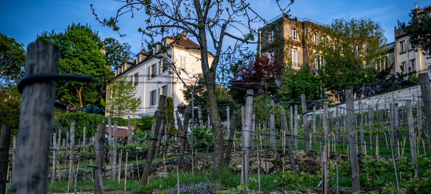 Rangs de vigne devant des maisons parisiennes, à Paris