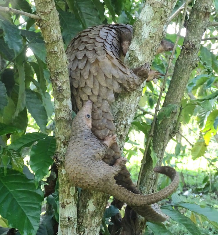 Camp de sauvegarde des pangolins – Pangolin Rescue Camp, Kanungu, Ouganda (photo 3)