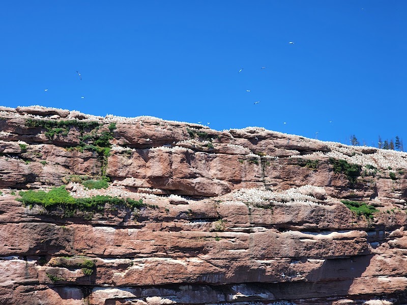 Croisière d'observation des baleines – 5 Rue du Quai, Percé, QC G0C 2L0, Canada (photo 2)