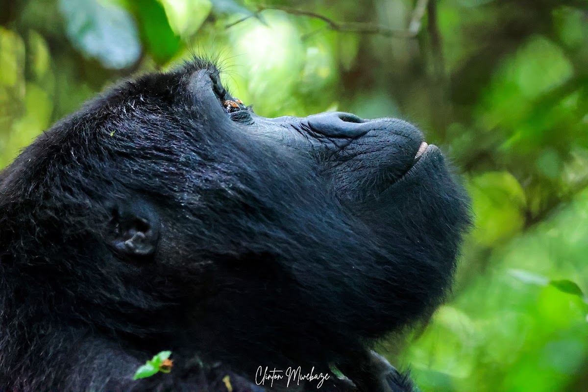 Expérience communautaire Batwa – Buhoma, Bwindi Impenetrable National Park, Kanungu, Ouganda (photo 1)