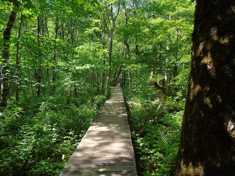 Forêt vierge de Biogradska Gora – Kolašin, Monténégro (photo 2)