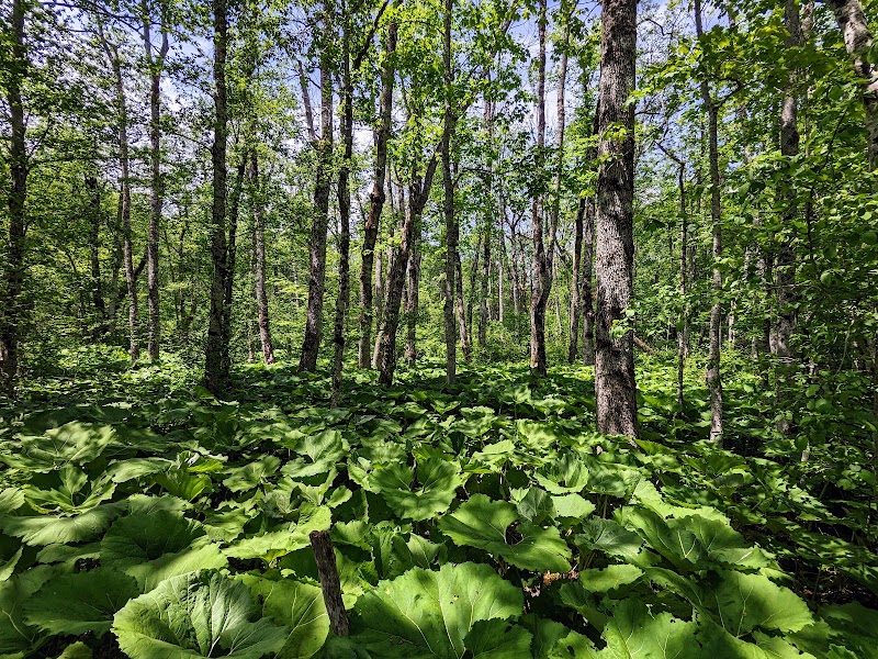 Forêt vierge de Biogradska Gora – Kolašin, Monténégro (photo 3)
