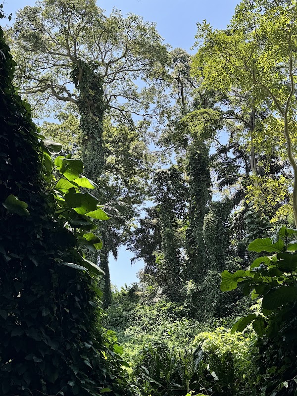 Jardins botaniques d'Entebbe – Entebbe Botanical Gardens, Entebbe, Ouganda (photo 2)
