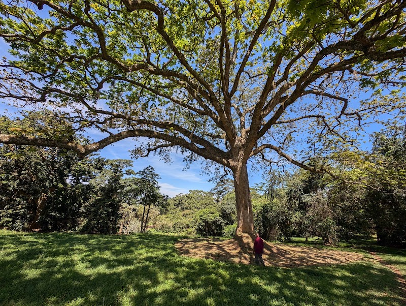Jardins botaniques d'Entebbe – Entebbe Botanical Gardens, Entebbe, Ouganda (photo 3)