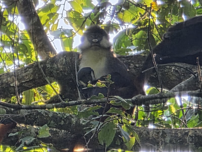 Marais de Bigodi (guides KAFRED) – Bigodi Wetland Sanctuary, Kibale, Ouganda (photo 2)