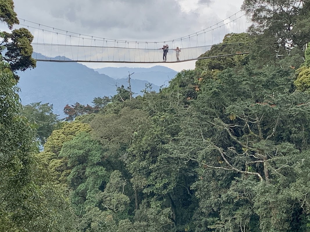 Passerelle de canopée d'Uwinka – Centre d'accueil d'Uwinka, parc national de Nyungwe (photo 1)
