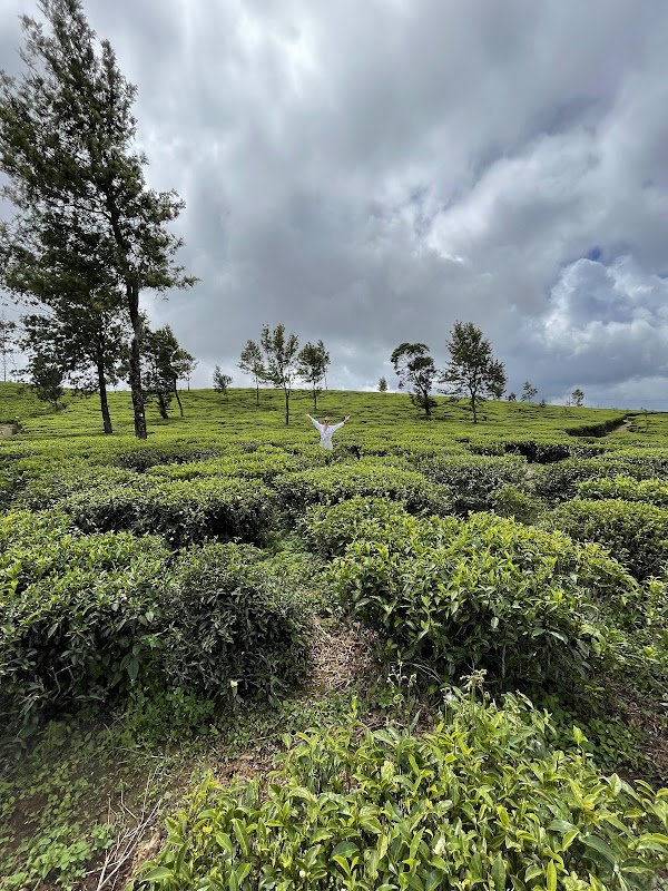 Pedro Tea Center and Factory – Nuwara Eliya 22200, Sri Lanka (photo 2)