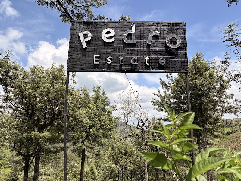 Pedro Tea Center and Factory – Nuwara Eliya 22200, Sri Lanka (photo 3)