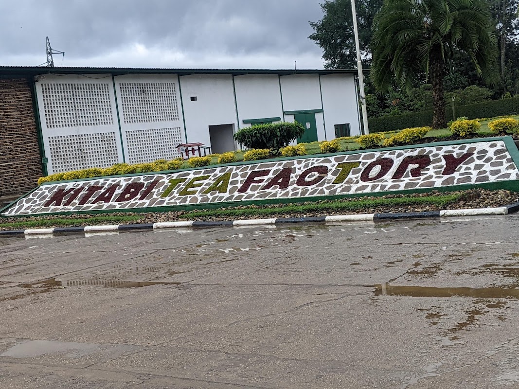 Plantation et fabrique de thé de Kitabi – Kitabi, district de Nyamagabe (photo 1)
