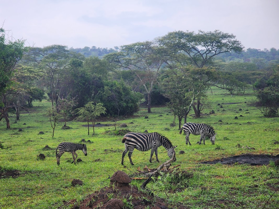 Safari à pied du lac Mburo (Rwonyo) – Rwonyo Rest Camp, Lake Mburo National Park, Ouganda (photo 1)