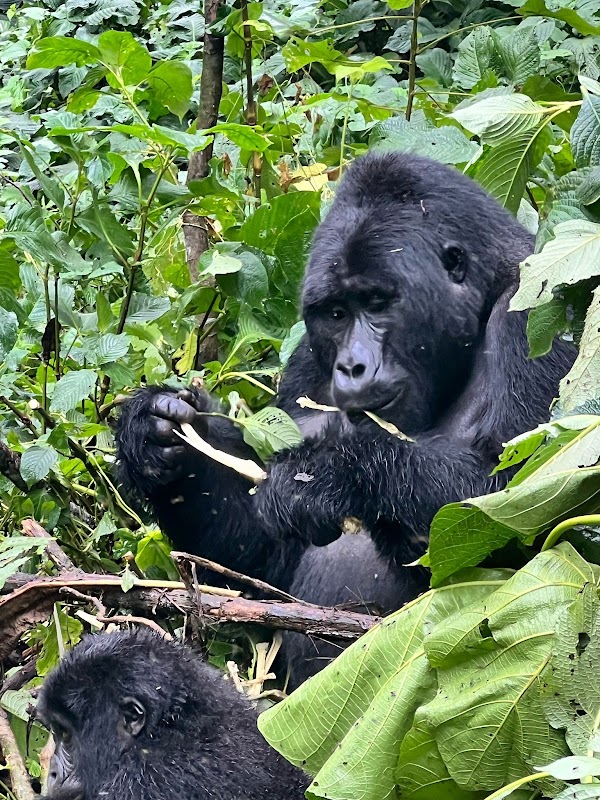 Sentier des cascades de la Munyaga – Munyaga River Trail, Buhoma, Bwindi Impenetrable National Park, Ouganda (photo 1)