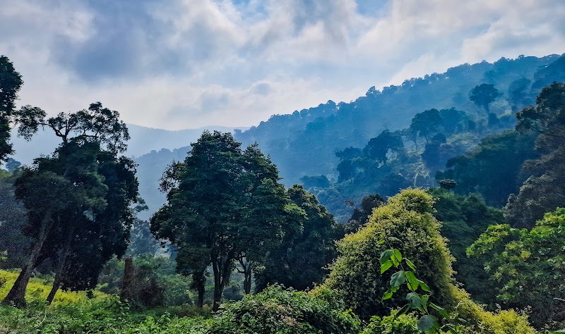Sentier des cascades de la Munyaga – Munyaga River Trail, Buhoma, Bwindi Impenetrable National Park, Ouganda (photo 2)