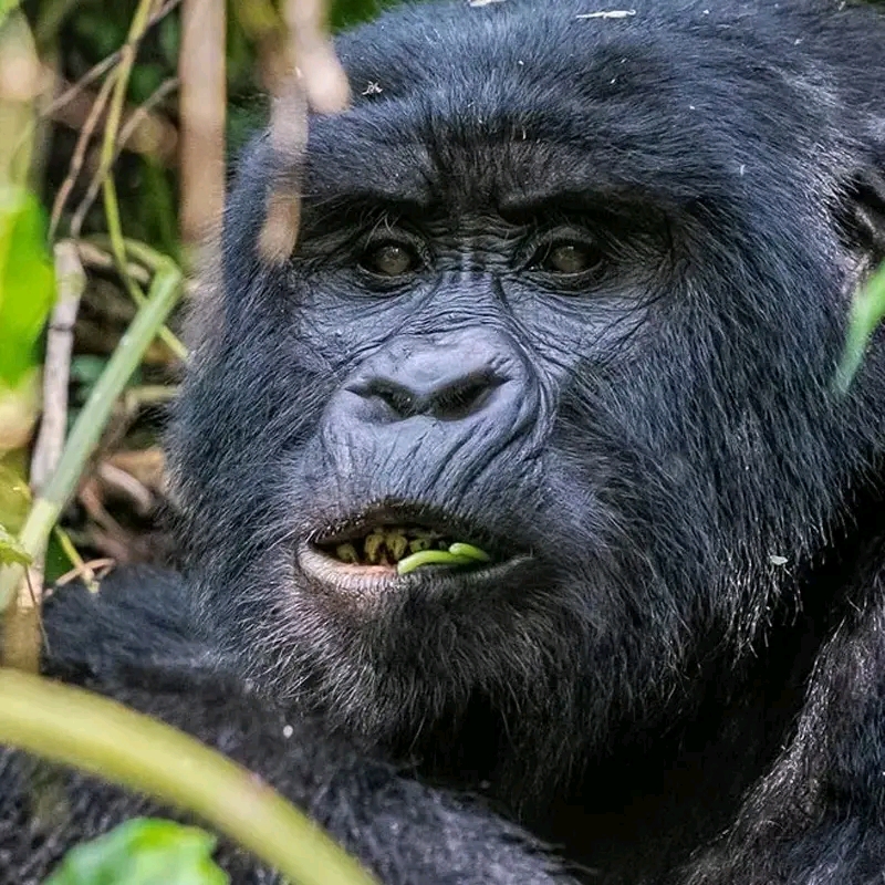 Sentier des cascades de la Munyaga – Munyaga River Trail, Buhoma, Bwindi Impenetrable National Park, Ouganda (photo 3)
