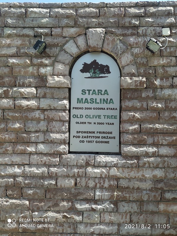 Stara maslina, l'olivier millénaire – Mirovica, Bar, Monténégro (photo 2)