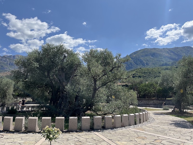 Stara maslina, l'olivier millénaire – Mirovica, Bar, Monténégro (photo 3)