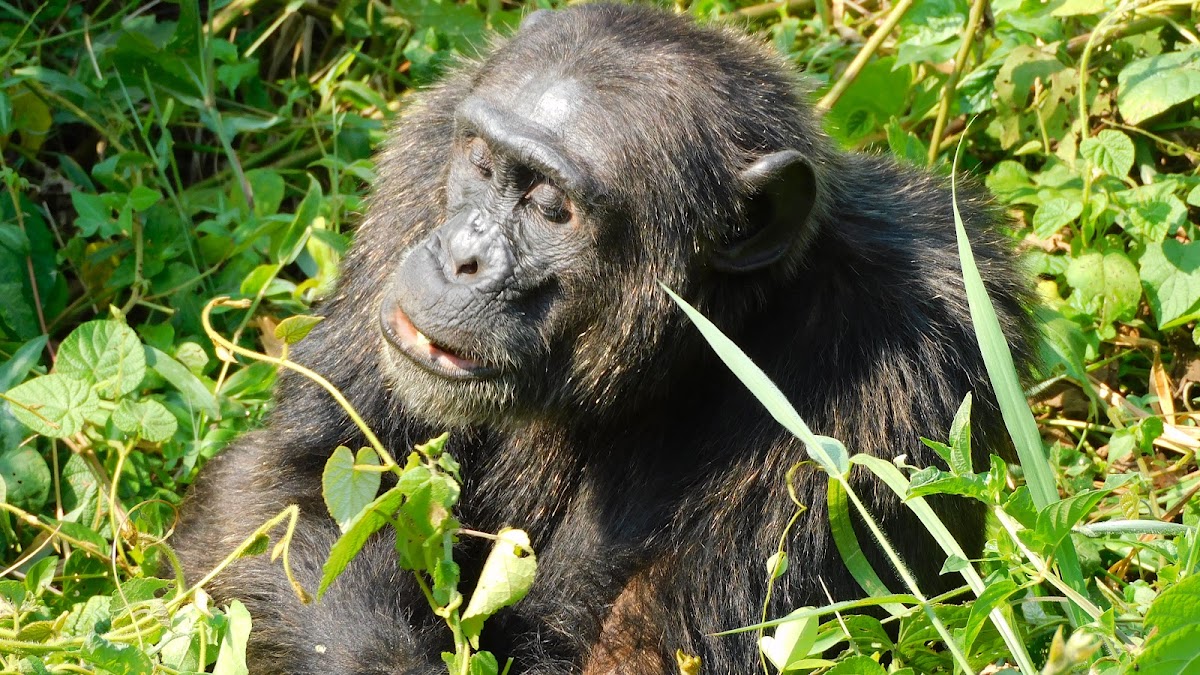 Trek des chimpanzés de Kibale (Kanyanchu) – Kanyanchu Visitor Centre, Kibale National Park, Ouganda (photo 1)