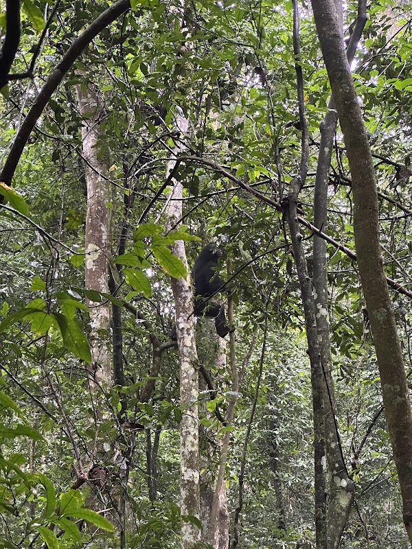 Trek des chimpanzés de Kibale (Kanyanchu) – Kanyanchu Visitor Centre, Kibale National Park, Ouganda (photo 2)
