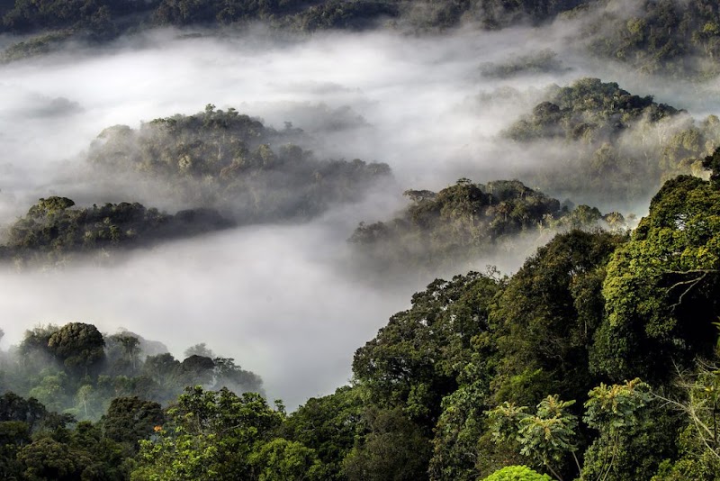 Trek des chimpanzés de Nyungwe – Centre d'accueil de Kitabi, parc national de Nyungwe (photo 2)