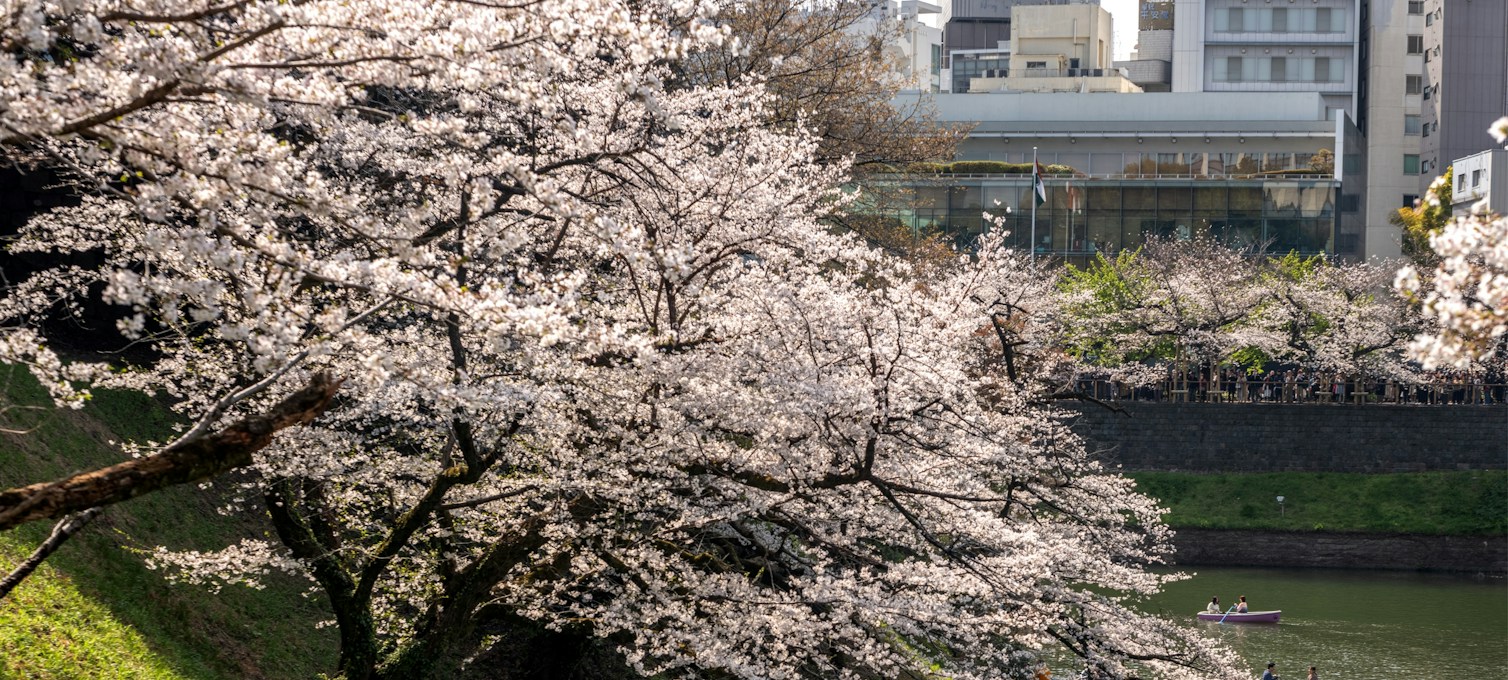 Bootsverleih am Wassergraben Chidori-ga-fuchi, gesäumt von Trauerkirschbäumen in Tokio