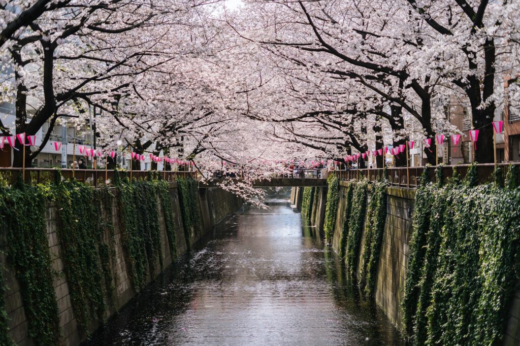 Cerisiers en fleurs au bord de la riviere Meguro a Tokyo au printemps