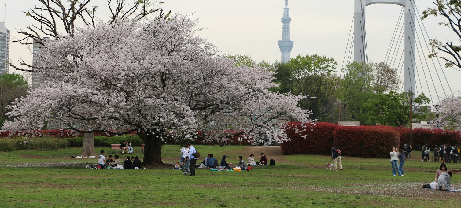 Menschen picknicken unter blühenden Kirschbäumen in einem Park in Tokio während des Hanami