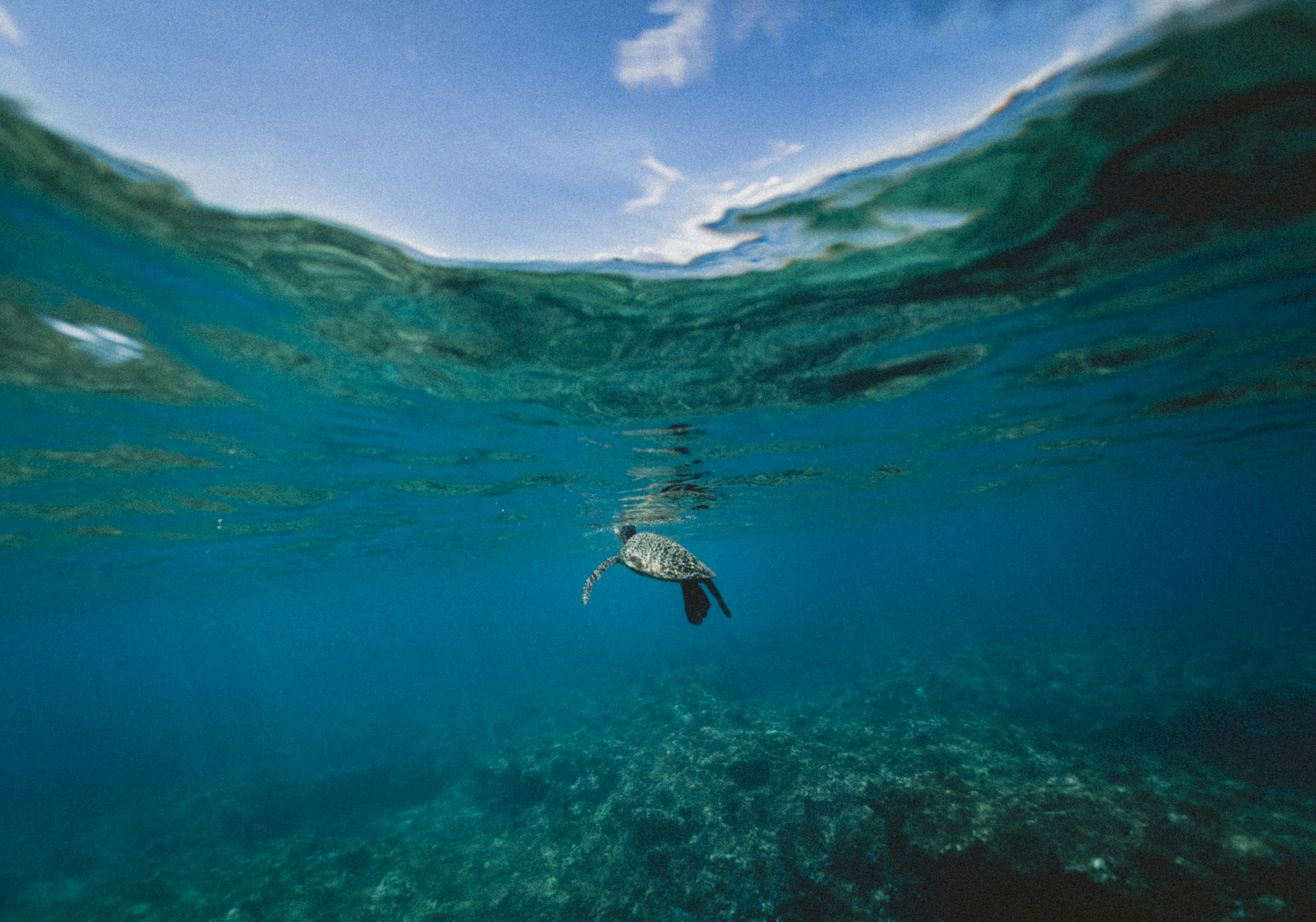 Hawaiianische Grüne Meeresschildkröte in den Gewässern von Big Island, nahe Kona